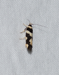 Macrobathra trithyra