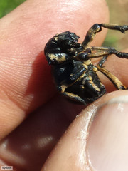 Brachycerus globosus