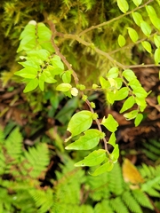 Elatostema