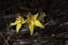 Caladenia flava flava