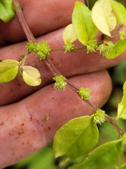 Elatostema