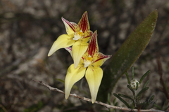 Caladenia flava flava