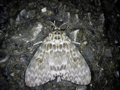 Lymantria mathura aurora
