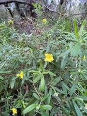 Hibbertia furfuracea