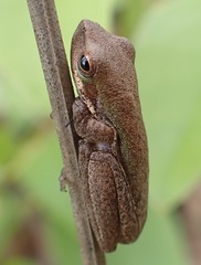 Litoria bicolor