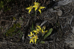 Caladenia flava flava
