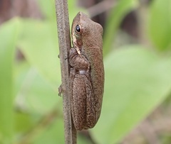 Litoria bicolor