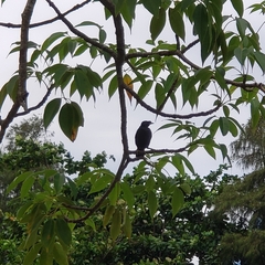Acridotheres cristatellus