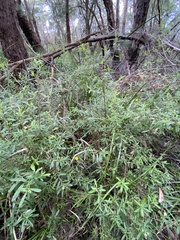 Hibbertia furfuracea