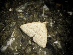 Herminia arenosa