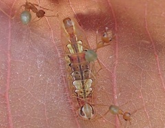 Arhopala
