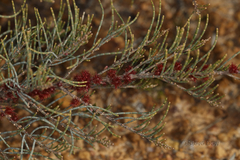 Allocasuarina humilis