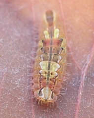 Arhopala