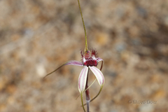 Caladenia decora