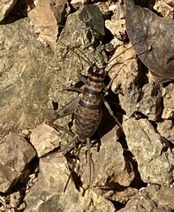 Gryllodes sigillatus