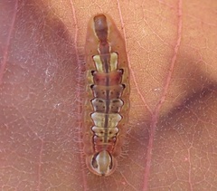 Arhopala