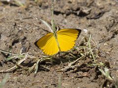 Pyrisitia dina