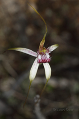 Caladenia decora