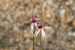 Caladenia decora