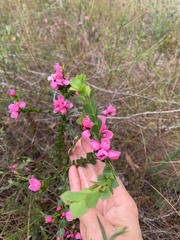 Boronia serrulata