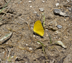 Pyrisitia dina