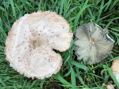 Chlorophyllum molybdites
