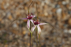 Caladenia decora