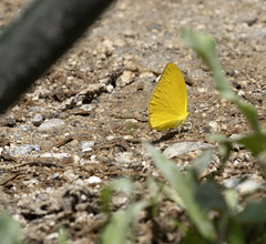 Pyrisitia dina