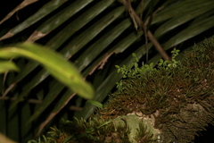 Peperomia tetraphylla