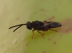 Chalcididae