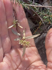 Lasiopetalum ferrugineum