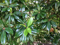 Magnolia grandiflora