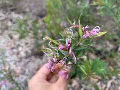 Grevillea sericea