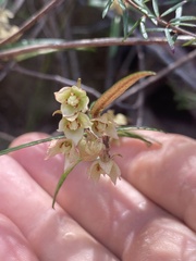 Lasiopetalum ferrugineum