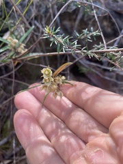 Lasiopetalum ferrugineum
