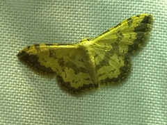 Idaea phaeocrossa