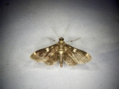 Piletocera aegimiusalis