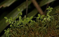 Peperomia tetraphylla