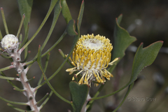 Isopogon trilobus