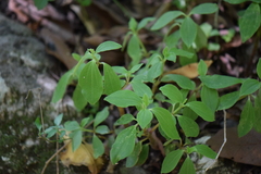 Peperomia liebmannii