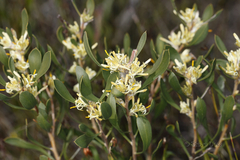 Isopogon polycephalus