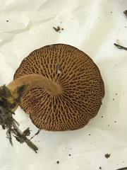 Suillus bovinus