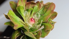 Andricus quercusfrondosus