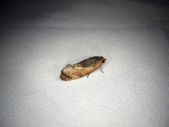 Cryptophlebia ombrodelta