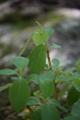Peperomia liebmannii