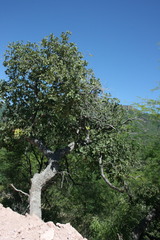 Quercus tuberculata