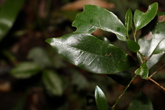 Litsea reticulata