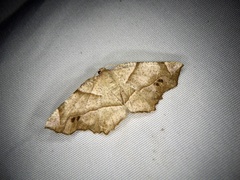 Endropiodes indictinaria