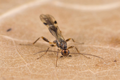 Dendrosoter protuberans