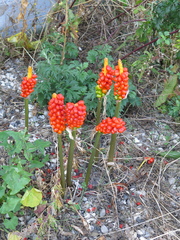 Arum cylindraceum